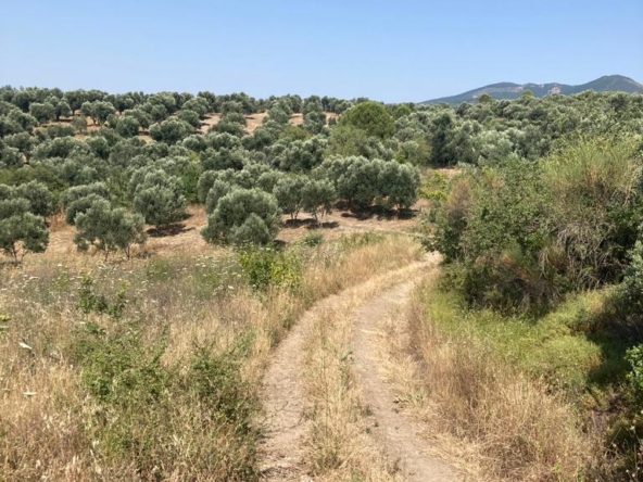 Burhaniye Borezlide Satilik Yatirimlik Zeytinlik 12
