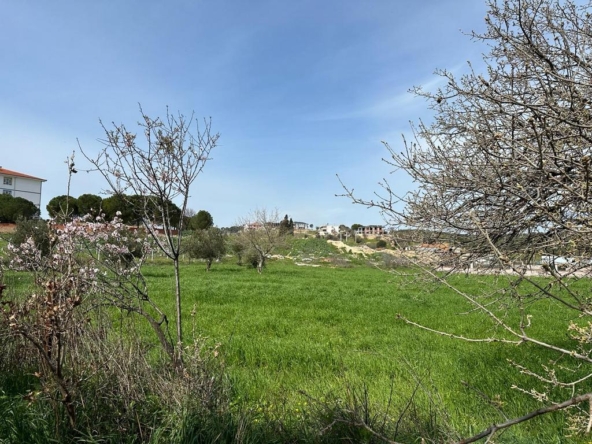 Burhaniye Pelitkoy Mahallesinde Satilik Arsa Tarla Zeytinlik 16